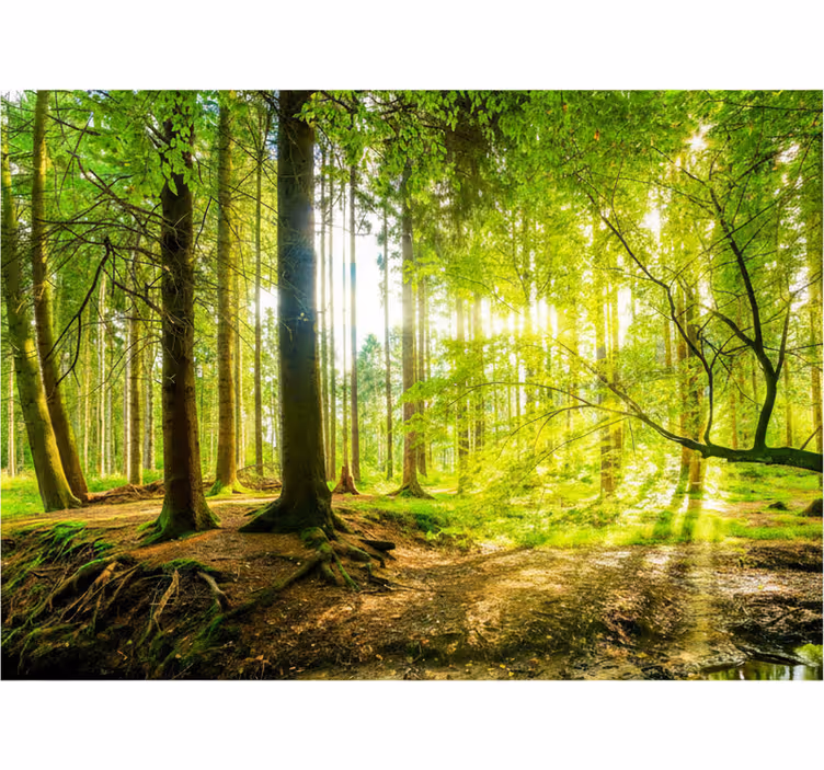 Store enrouleur arbre vallée de montagne luxuriante - TenStickers