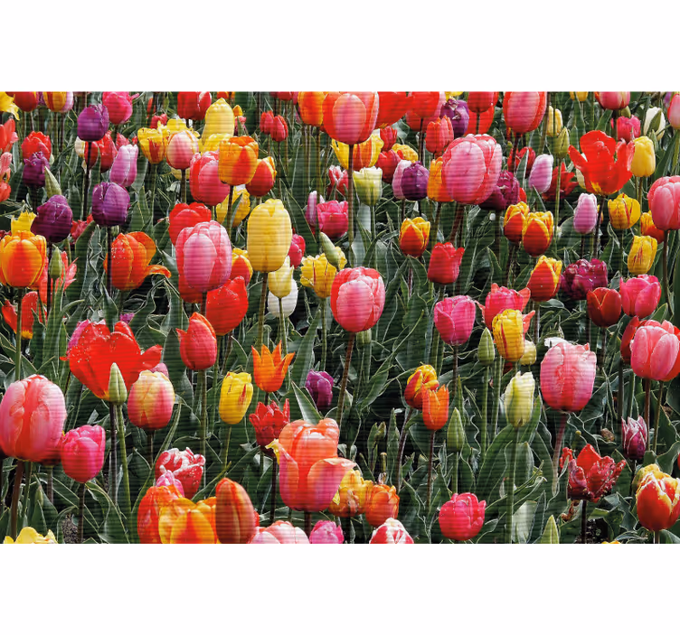 Store enrouleur salon tulipes multicolores champ - TenStickers