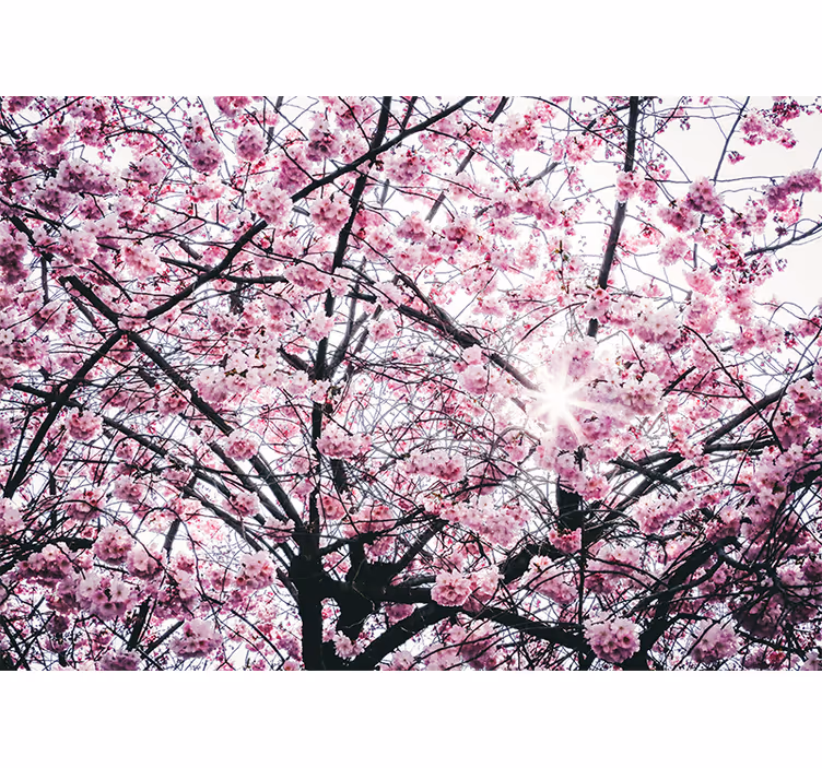Store enrouleur rose arbres en fleurs cerisiers - TenStickers