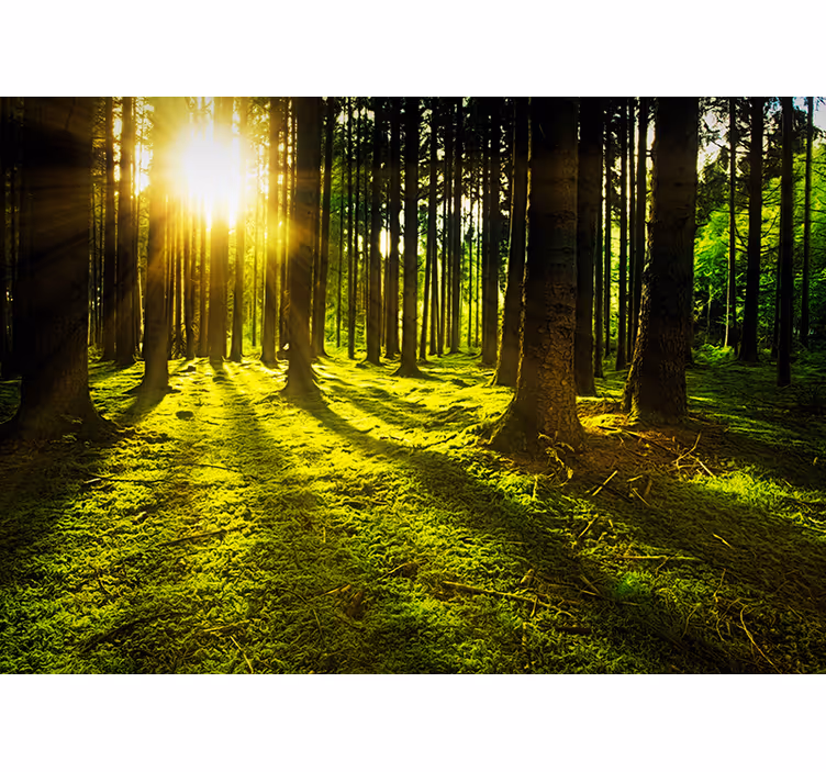 Store enrouleur vert forêt ensoleillée - TenStickers