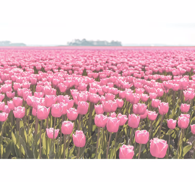 Store enrouleur salon champ de tulipes roses différent - TenStickers