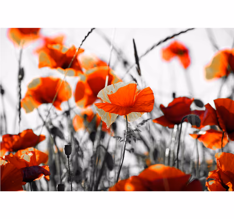 Store enrouleur salon fleurs de pavot rouge noir - TenStickers