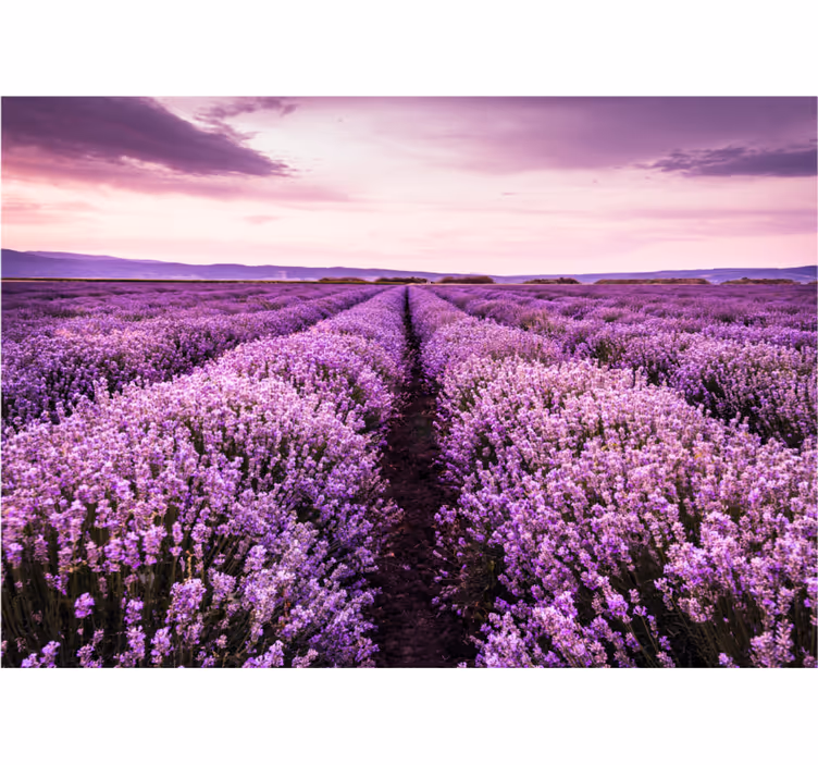 Store enrouleur salon image violette fleurs - TenStickers