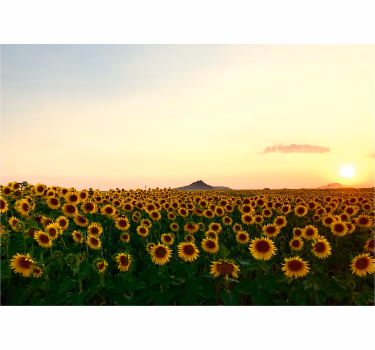 Store enrouleur salon paysage fleuri spectaculaire - TenStickers