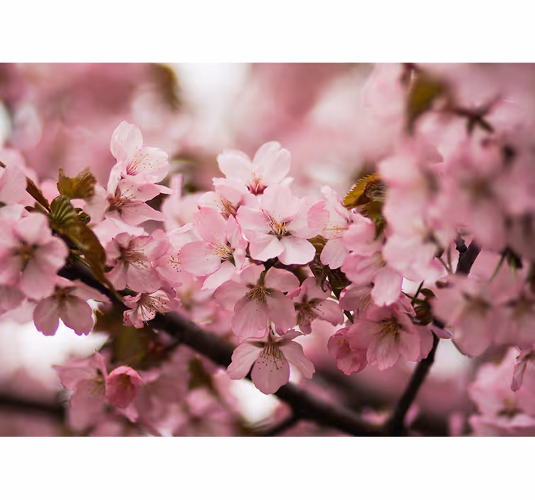 Store enrouleur salon fleur de cerisier rose - TenStickers