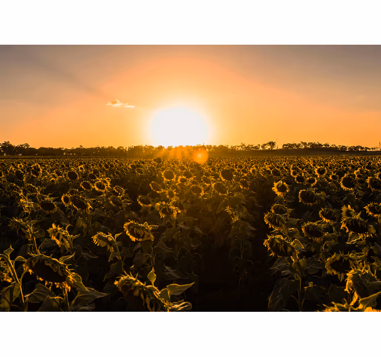 Store enrouleur salon champ de tournesols au lever du soleil - TenStickers