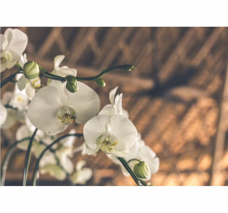 Store enrouleur salon orchidée blanche structurée - TenStickers
