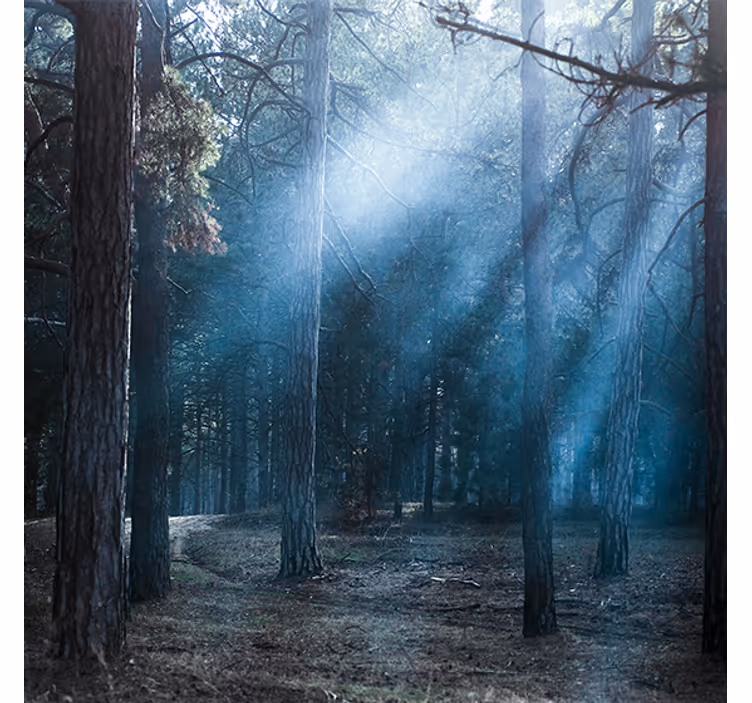 Store enrouleur salon crépuscule en forêt - TenStickers