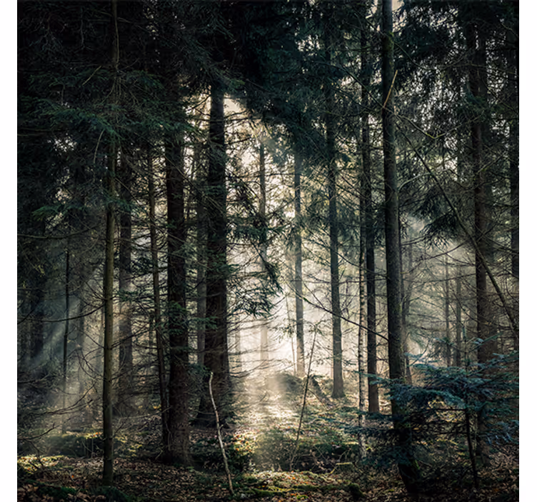 Store enrouleur salon forêt "nature" tonalités sombres - TenStickers