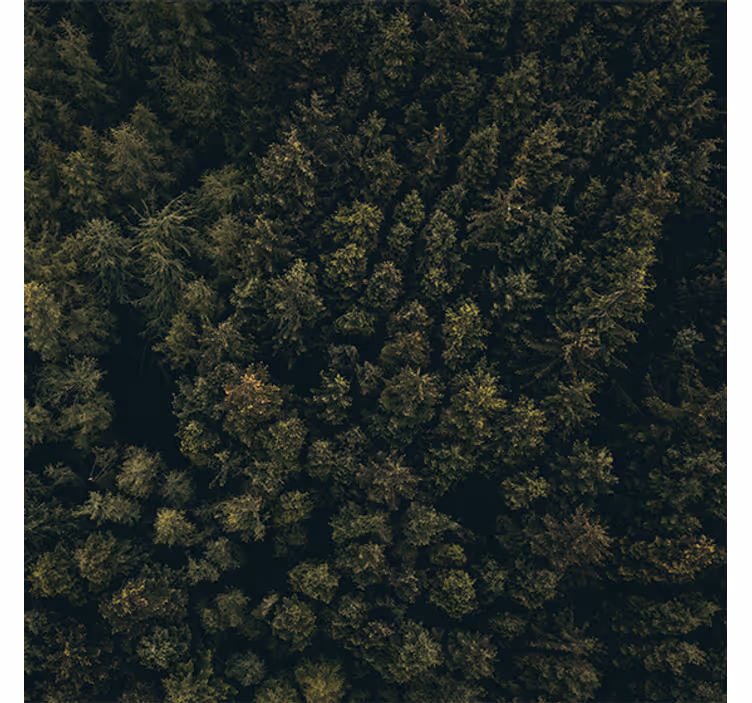 Store enrouleur salon vue aérienne forêt verte brune - TenStickers