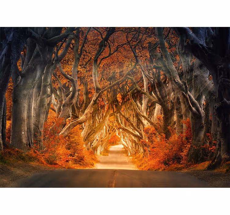 Store enrouleur salon vue magnifique sur chemin forestier - TenStickers