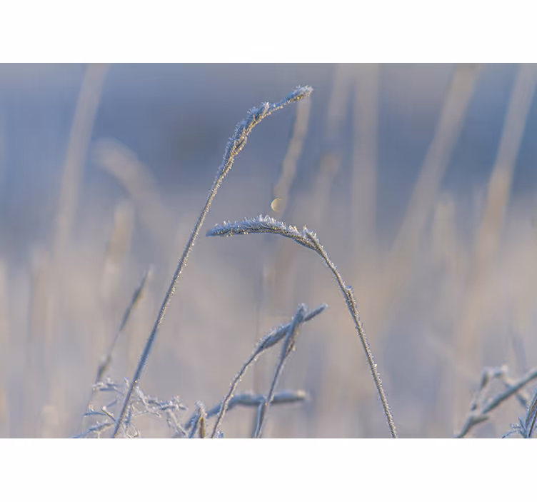Store enrouleur chambre herbe fine sur bleu - TenStickers