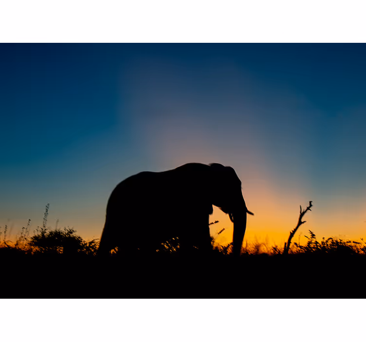 Store enrouleur chambre silhouette africaine éléphants - TenStickers