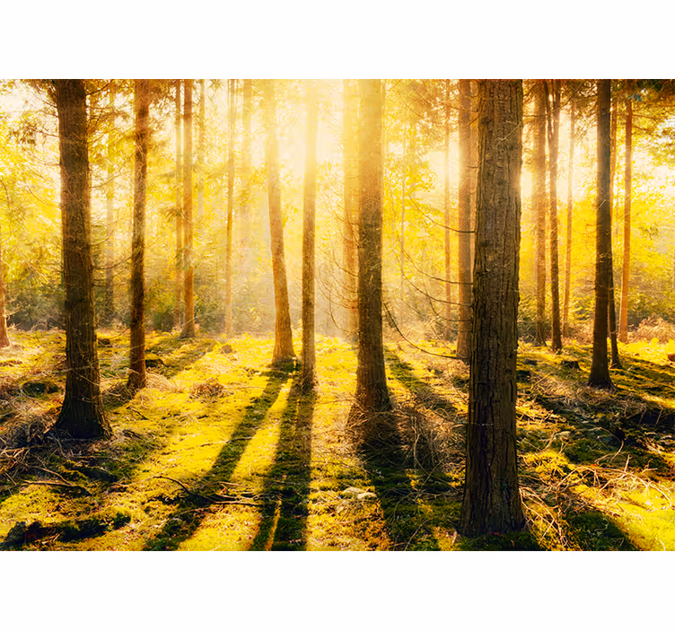 Store enrouleur chambre coucher de soleil en bouleau - TenStickers