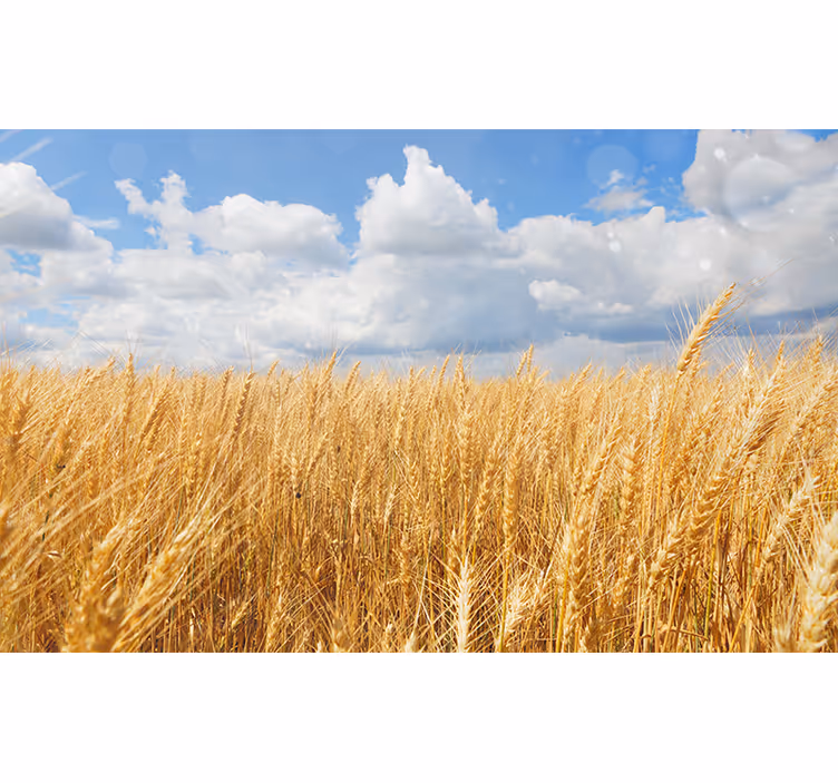 Store enrouleur chambre campagne de blé polonais - TenStickers