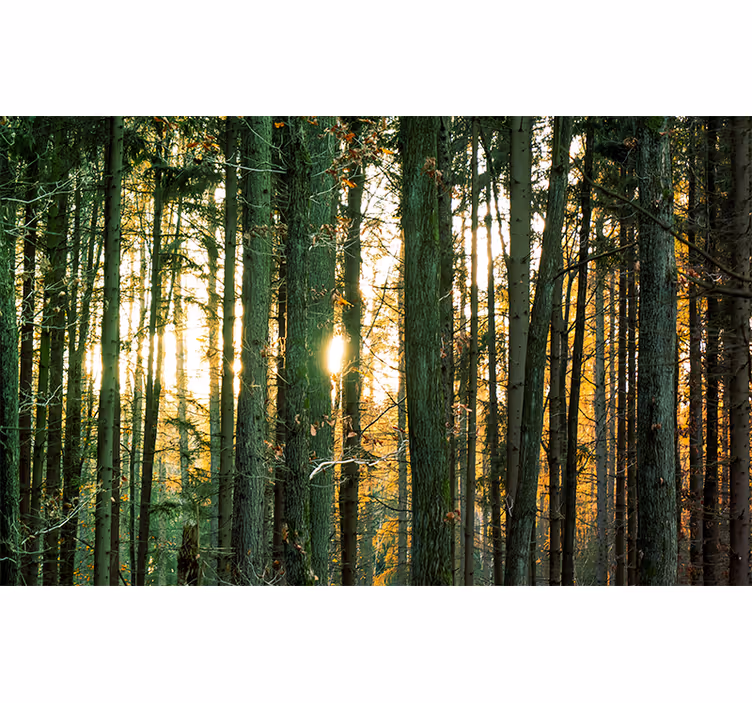 Store enrouleur chambre bouleaux de forêt polonaise - TenStickers