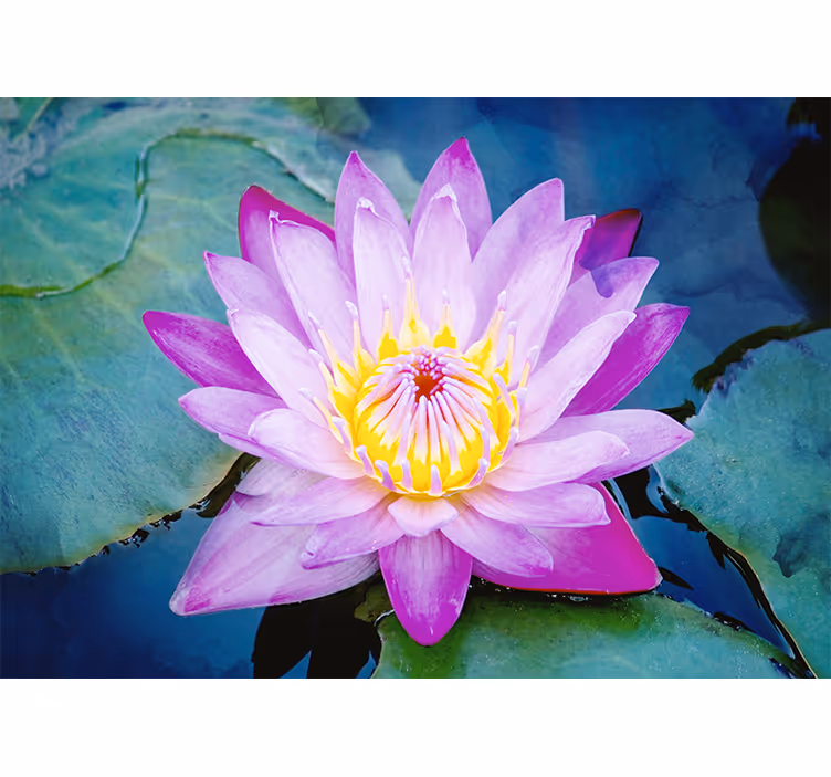 Store enrouleur chambre fleur de lotus violet - TenStickers
