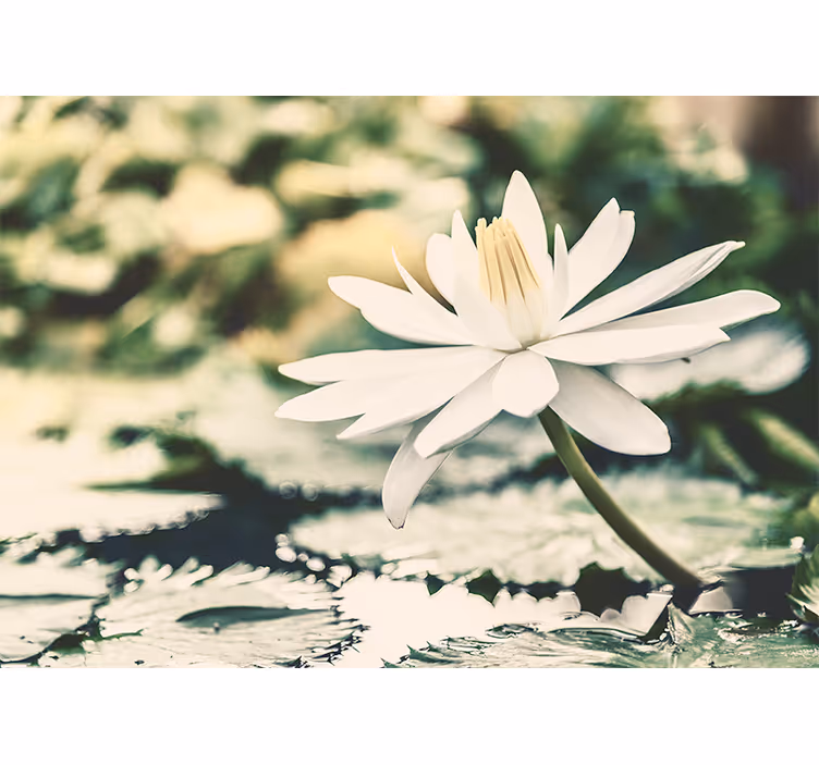 Store enrouleur chambre lotus blanc sur lac - TenStickers