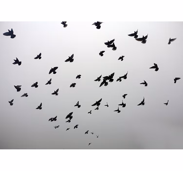 Store enrouleur gris avec image esthétique d'oiseaux - TenStickers