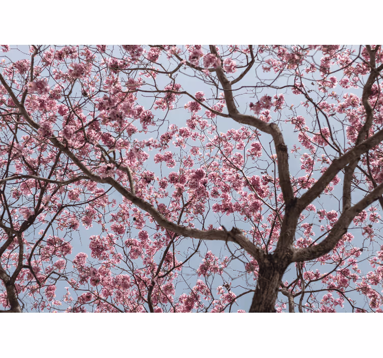 Store enrouleur chambre arbre de cerisier rose - TenStickers