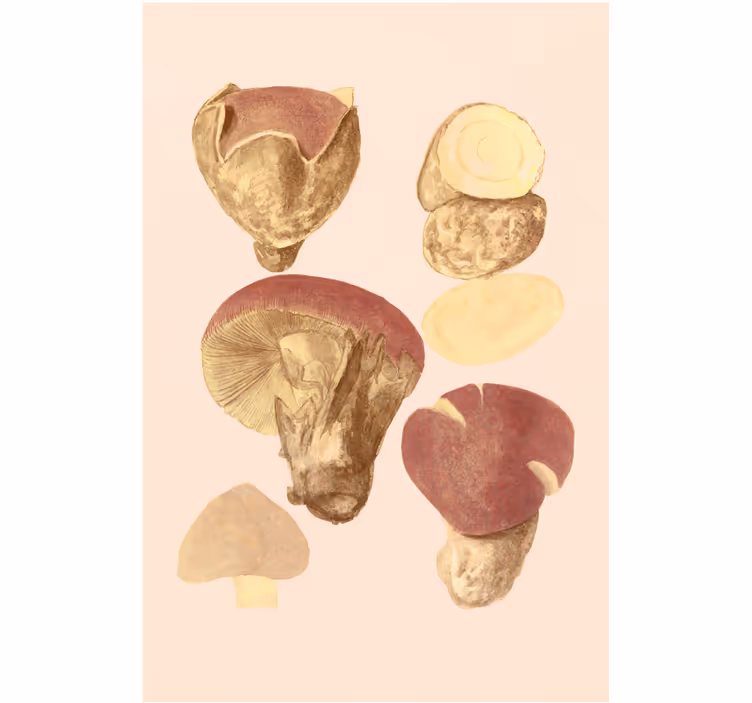 Store enrouleur salon champignons variés - TenStickers