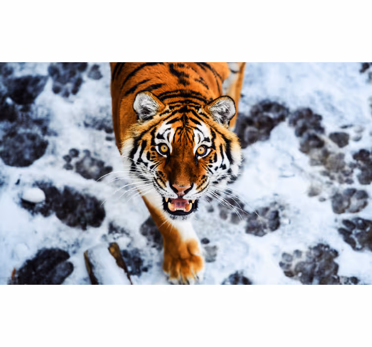 Store enrouleur chambre tigre féroce - TenStickers