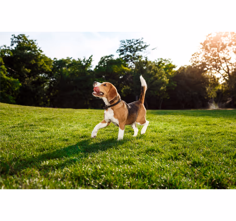 Store enrouleur chambre chien mignon qui marche - TenStickers