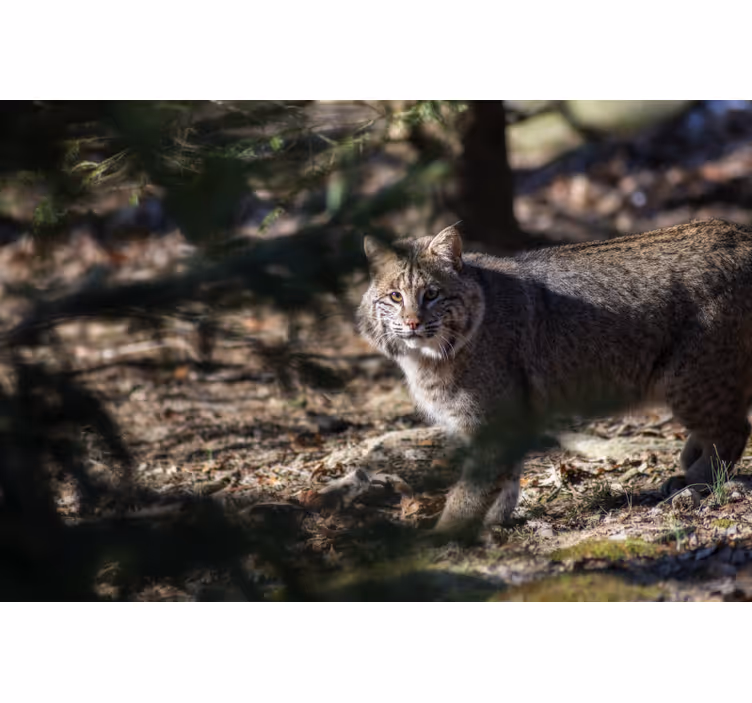 Store enrouleur chambre chat sauvage - TenStickers