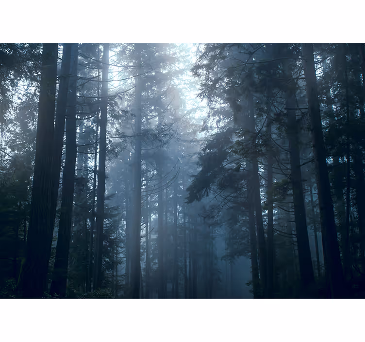 Store enrouleur chambre forêt brumeuse d'arbres - TenStickers
