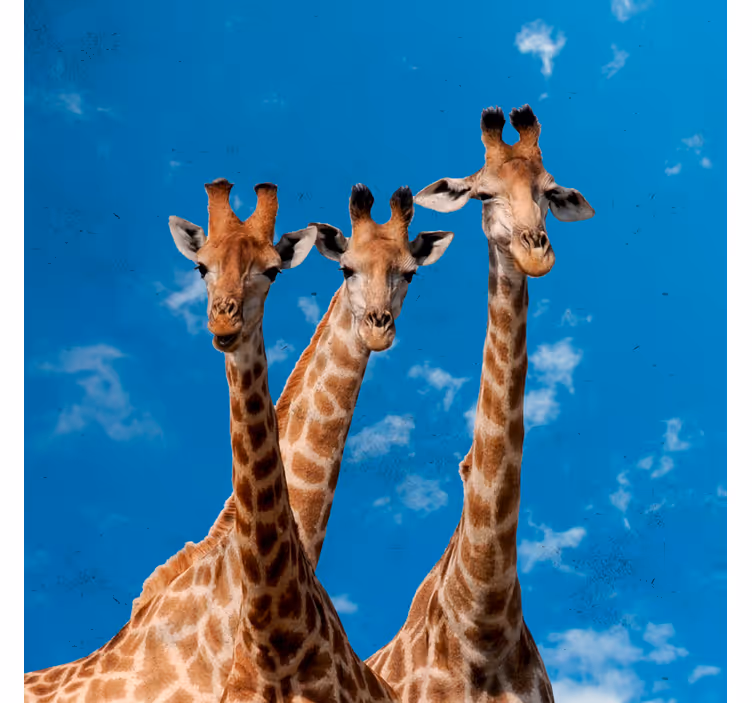 Store enrouleur pour chambre enfant girafes et ciel bleu - TenStickers