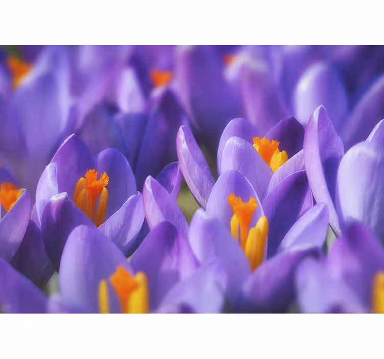 Store enrouleur salon fleurs de crocus violettes et oranges - TenStickers