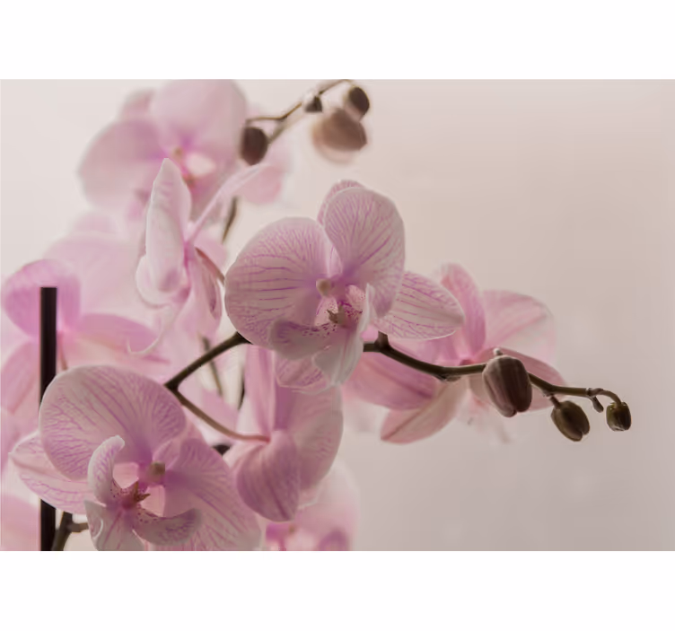Store enrouleur chambre motif orchidée - TenStickers