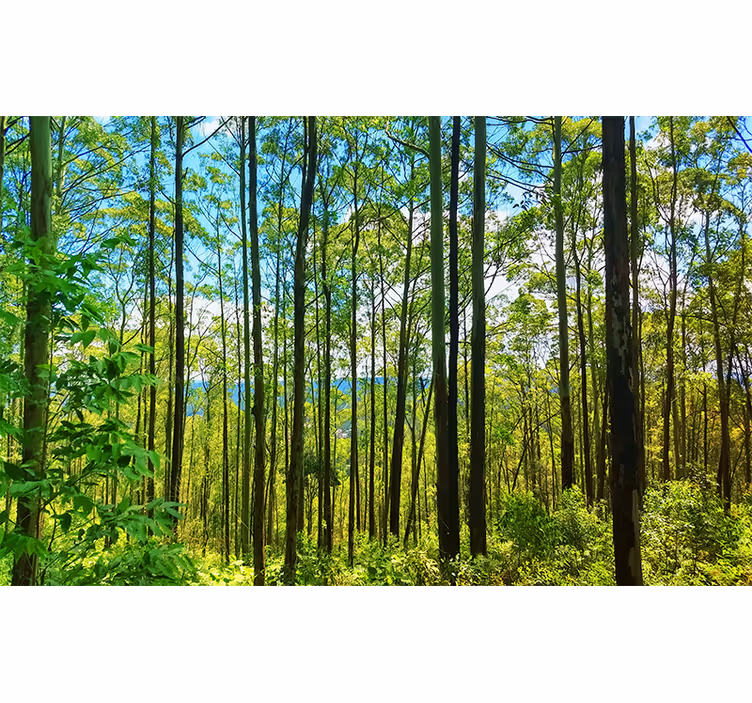 Store enrouleur chambre bouleaux de la forêt polonaise - TenStickers
