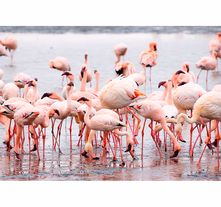 Store enrouleur salon région camargue avec flamants - TenStickers
