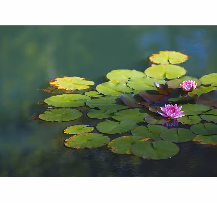 Store enrouleur motif zen fleurs de lotus double - TenStickers
