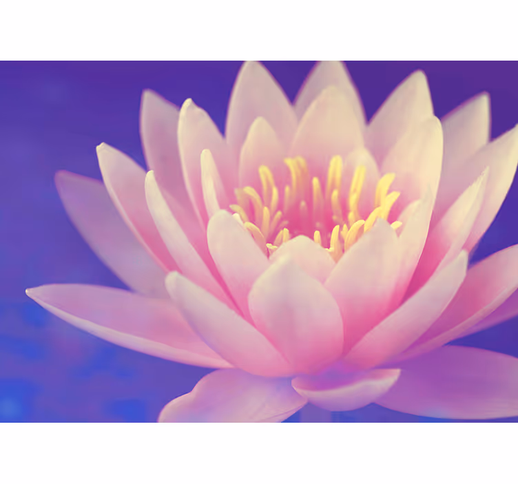 Store enrouleur motif zen fleur de loto rose - TenStickers