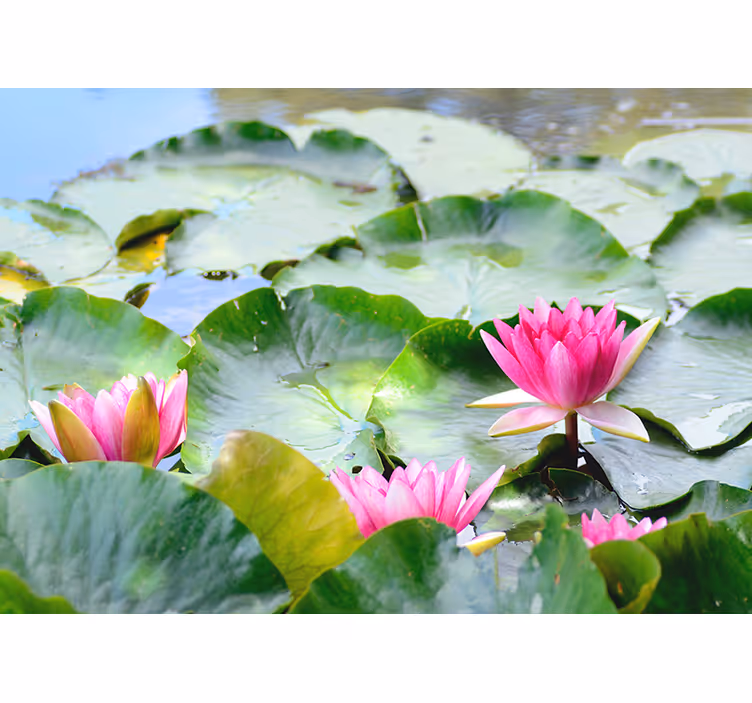 Store enrouleur motif zen fleurs de loto alignées - TenStickers