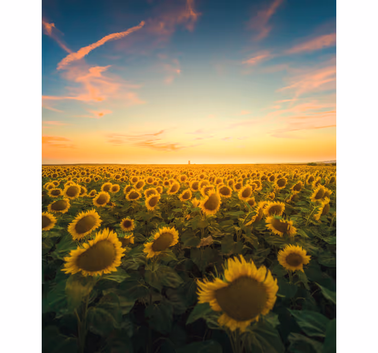 Stores enrouleurs fleurs et plantes champ de tournesols - TenStickers