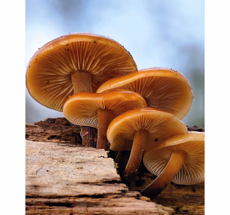 Stores enrouleurs fleurs et plantes croissance champignon - TenStickers