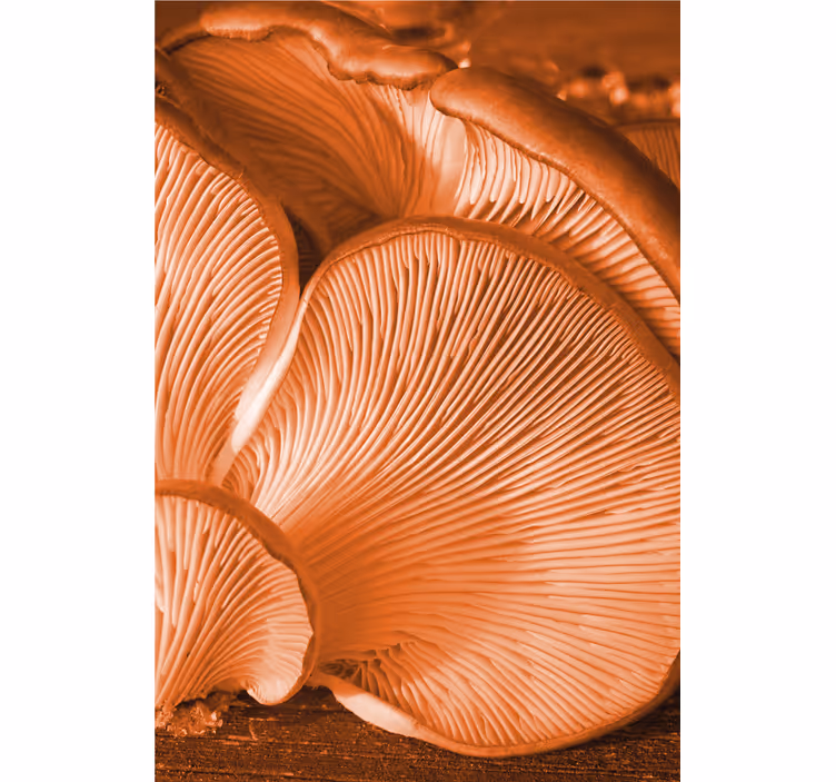 Store enrouleur fruits et légumes champignons gros plan - TenStickers