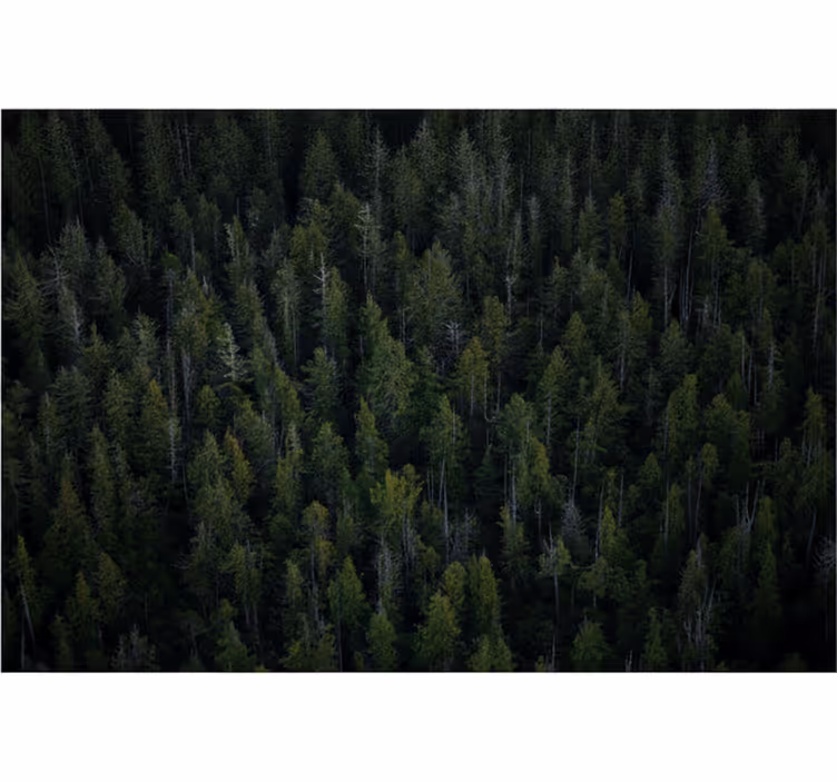 Tapisserie forêt texture de bois profond - TenStickers