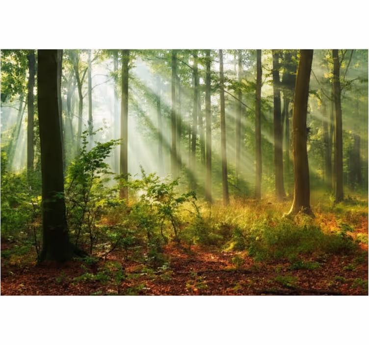 Tapisserie forêt sous-bois ensoleillé du matin - TenStickers