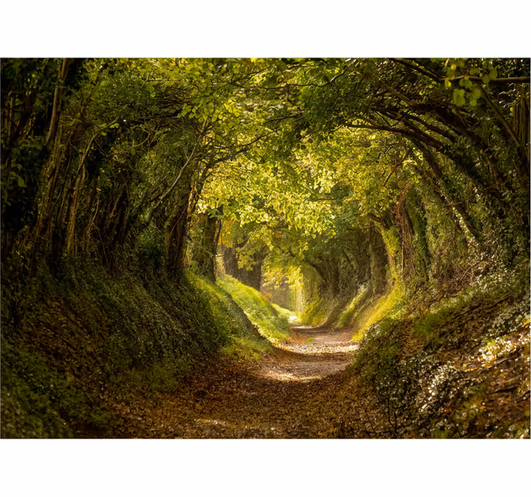 Tapisserie forêt murale immersive - TenStickers