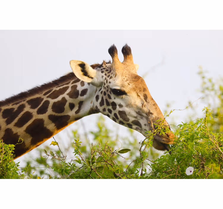 Tapisserie africaine girafe majestueuse - TenStickers