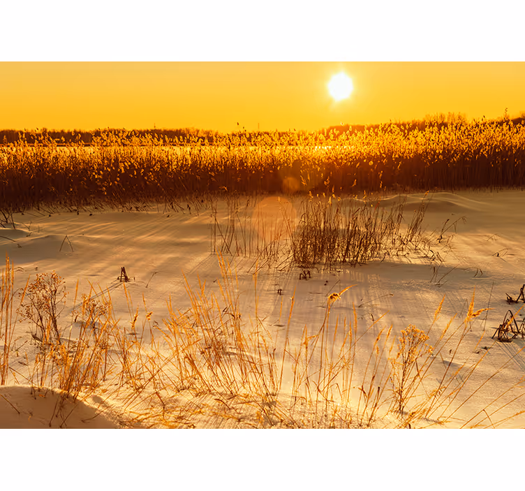 Tapisserie jaune moment coucher de soleil herbes pampas - TenStickers