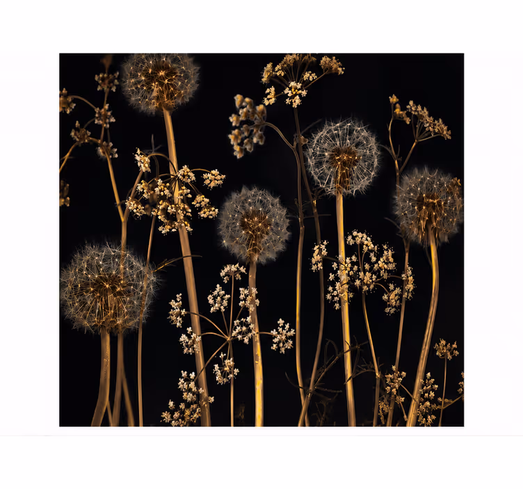 Tapisserie pissenlit nature élégante et apaisante - TenStickers