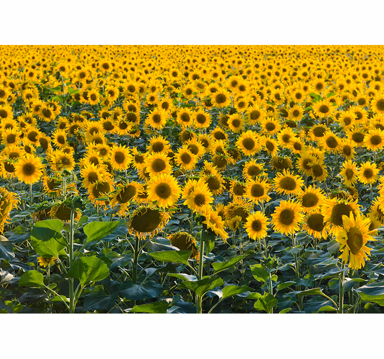 Tapisserie fleur panorama du champ de tournesols - TenStickers