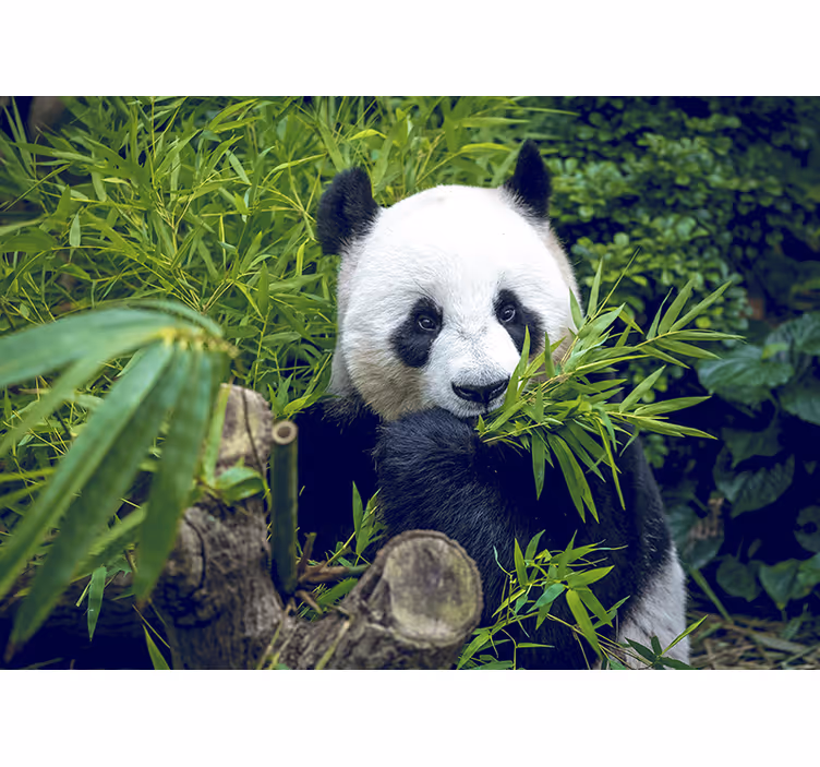 Photo murale Panda dans le bambou - TenStickers