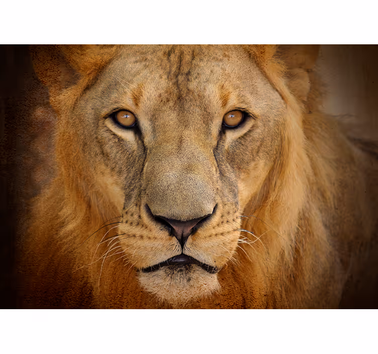 Papier peint animal lion sauvage - TenStickers