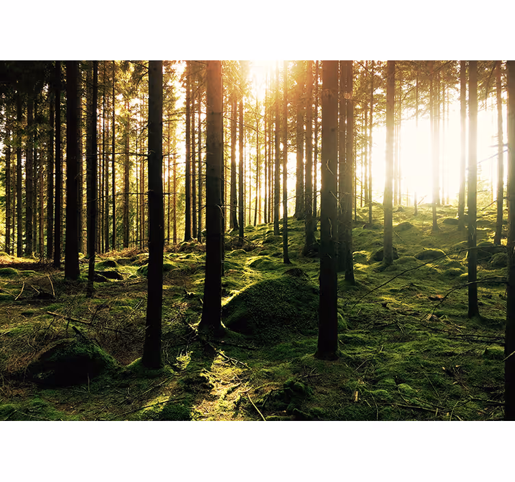 Tapisserie salon forêt ensoleillée - TenStickers